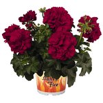 Ампельная плющелистная пеларгония (герань) Great Balls of Fire Red Velvet